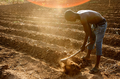 A farmer prepares his field for the planting season near Nathenje on the outskirts of Lilongwe, Malawi.